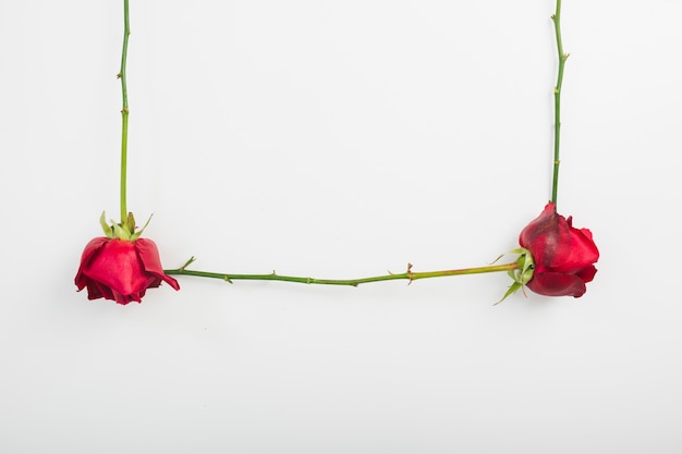 Close-up of red roses with stem on white background