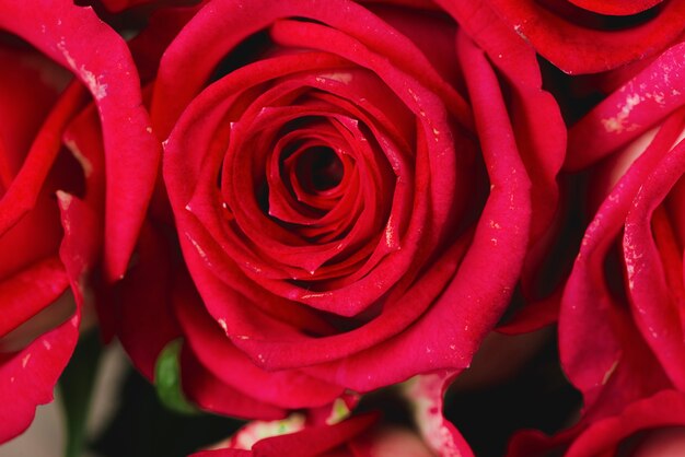 Крупным планом красные розы