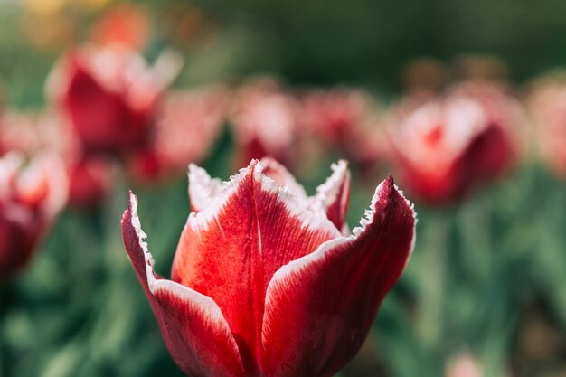 赤いチューリップの花のクローズアップ