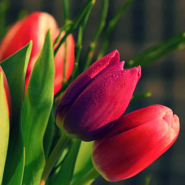 «Крупный план красных тюльпанов»