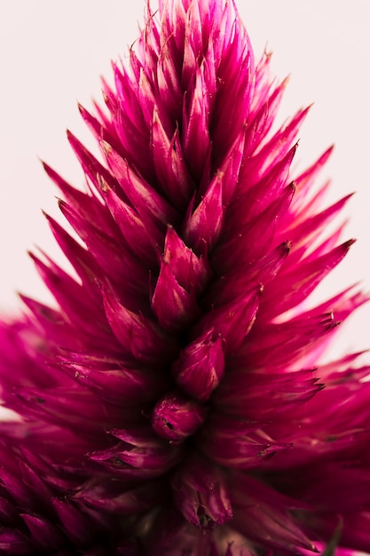 Free photo close-up of red wildflower