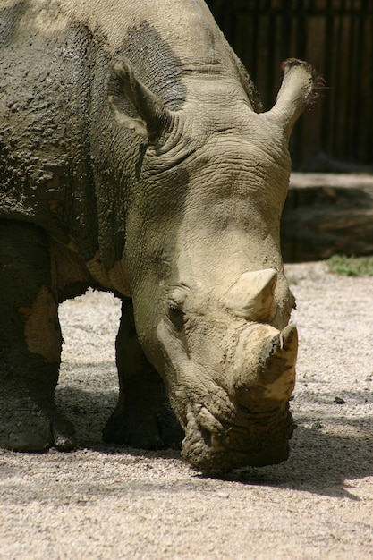 Rhinocerosのクローズアップ