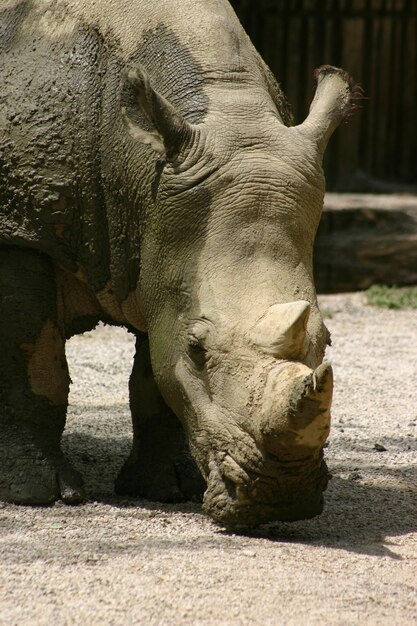 Крупным планом носорога