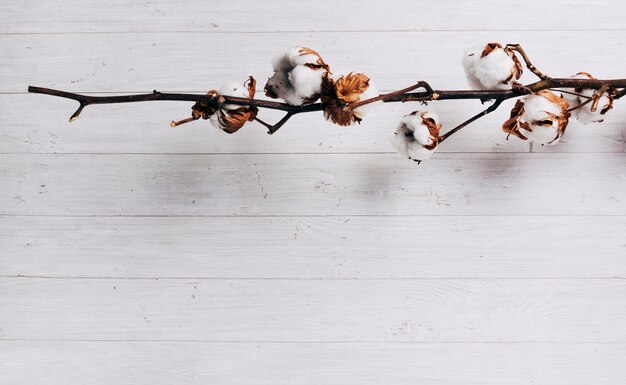 Close-up of ripe cotton seed pods on the cotton plant against wooden backdrop