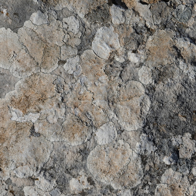 Free photo close-up of rock with lichen