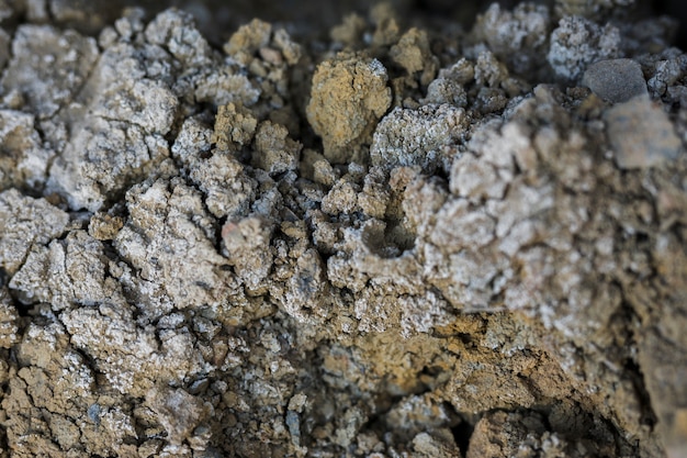 Close-up of rock with moss and fungus