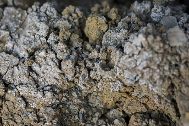 Close-up of rock with moss and fungus