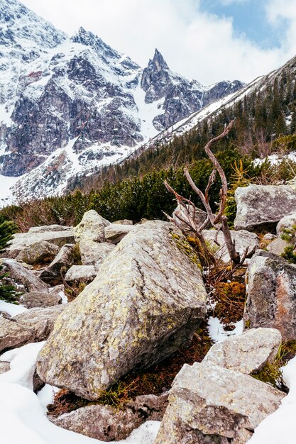 Close-up of rocks near the mountain with trees