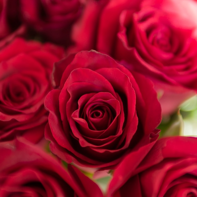 ロマンチックなバラの花束のクローズアップ