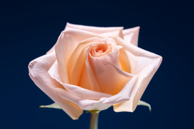 Close up on rose flower details