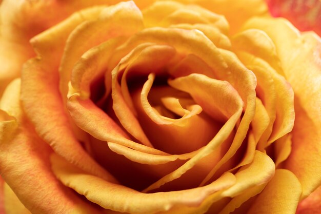 Close up on rose flower details