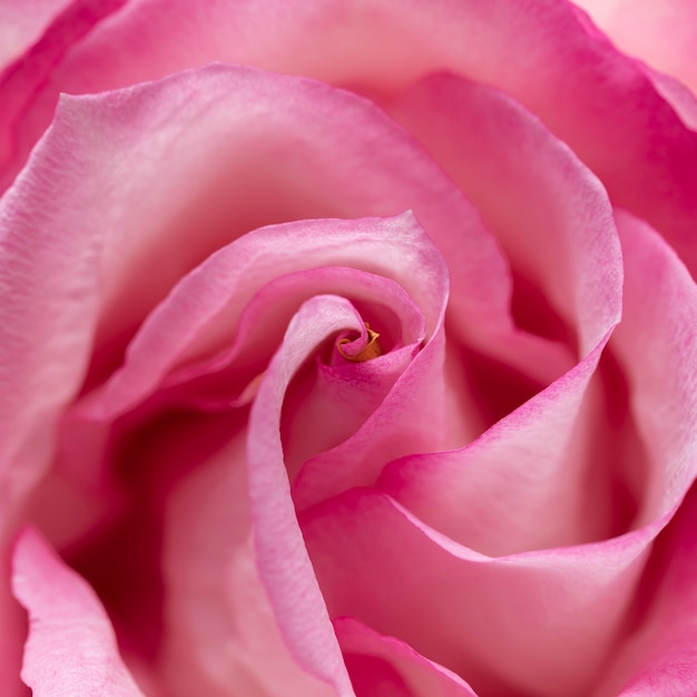 Close up on rose flower details