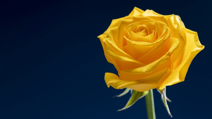 Free Photo close up on rose flower details