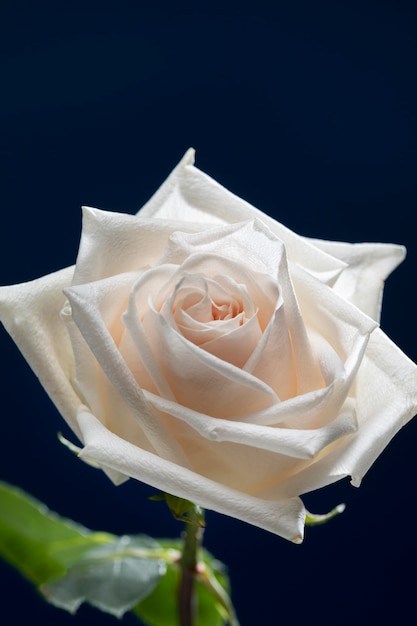 Крупный план на деталях цветка розы