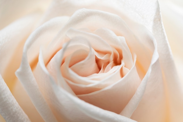 Крупный план на деталях цветка розы