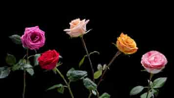 Foto gratuita primo piano sui dettagli del fiore di rosa