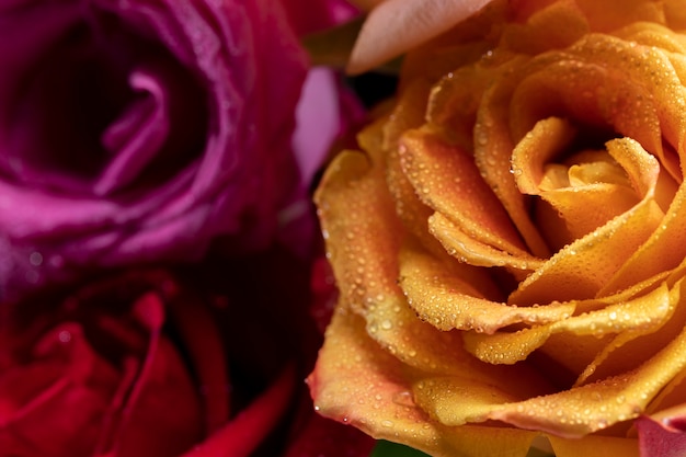 Close up on rose flower details