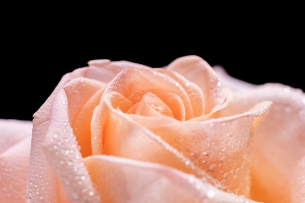 Foto gratuita primo piano sui dettagli del fiore di rosa