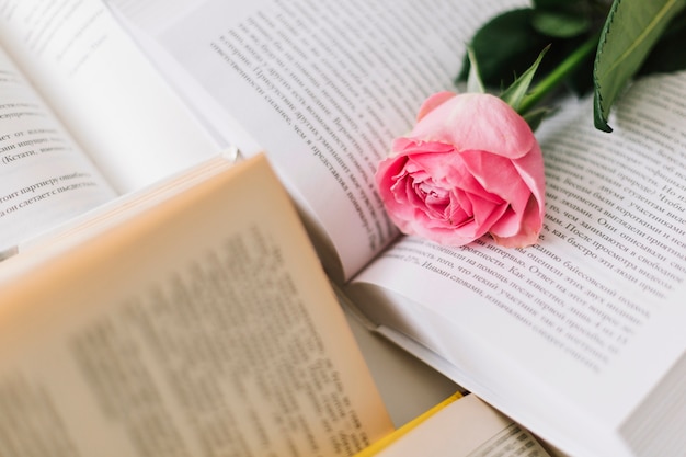 Close-up rose on opened books