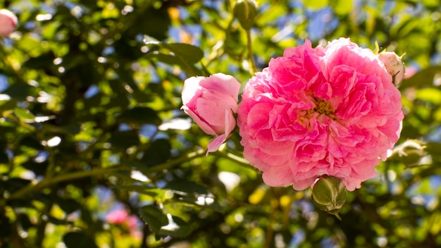 Close-up rose petals outdoor