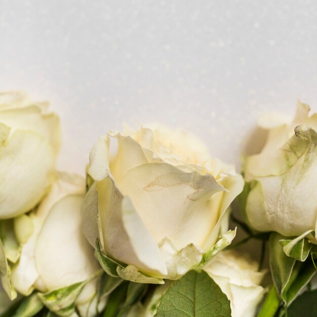 Close-up of roses against white background