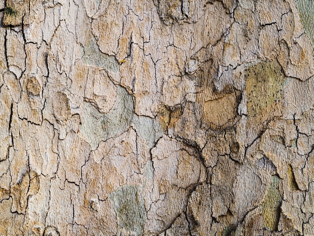 Free photo close-up rough wooden surface