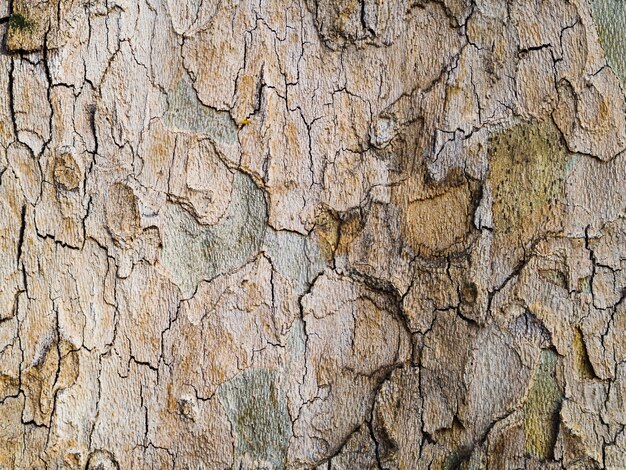 Close-up rough wooden surface