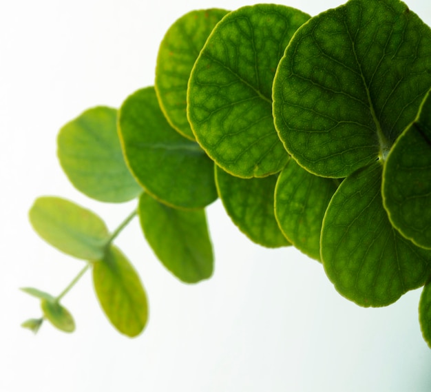 Close-up of round green leaves