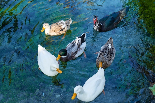 Close up rural farm growing birds