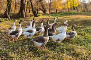 Free photo close up rural farm growing birds