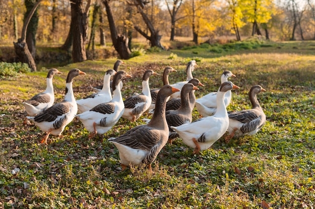 Close up rural farm growing birds