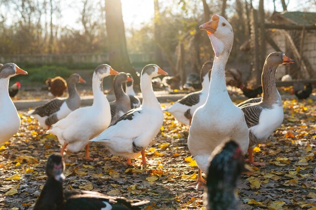 Close up rural farm growing birds