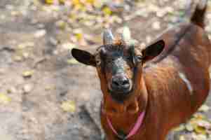 Foto gratuita close up fattoria rurale crescente capra