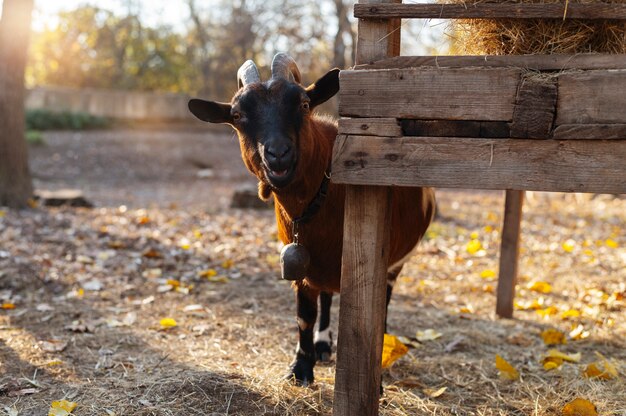 Close up rural farm growing goat