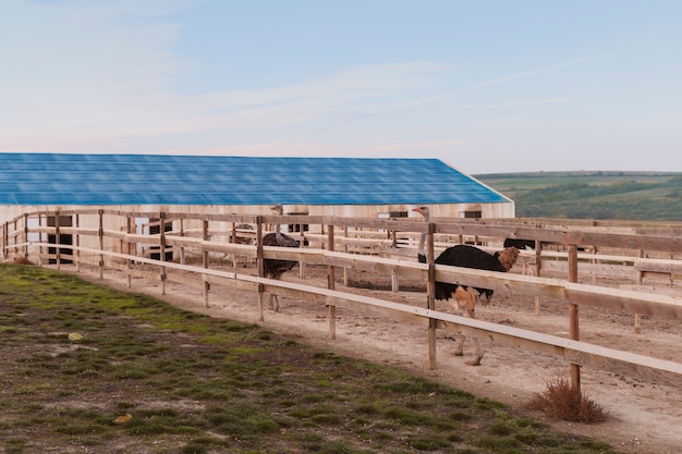 Close up rural farm growing ostriches