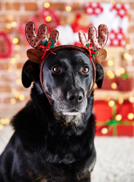 Close up of sad dog with reindeer's antlers