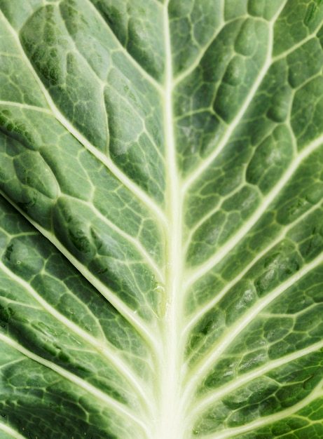 Close-up salad leaf