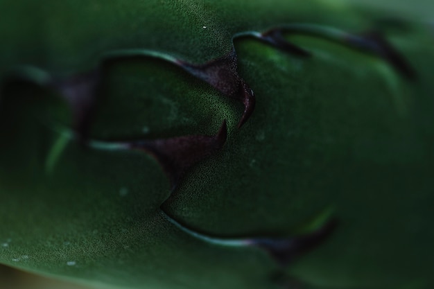 Close-up Scary Plant Thorns – Free Download