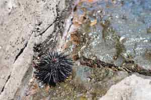 Free photo close-up sea urchin on the shore