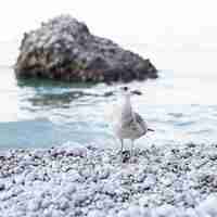 Free photo close-up of a seagull on coast at pebble beach