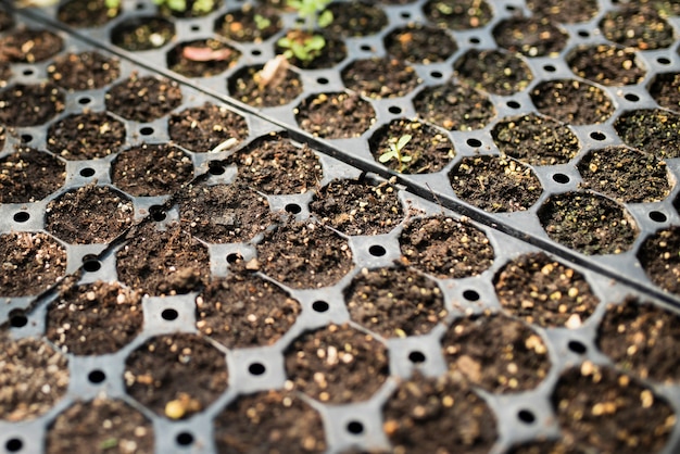 Close-up of seedlings in greenhouse