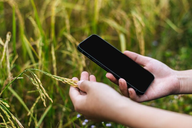 잘 익은 쌀을 들고 유기농 논에서 스마트폰을 사용하는 아름다운 아시아 젊은 여성 농부의 손을 닫고 선별적으로 초점을 맞춥니다