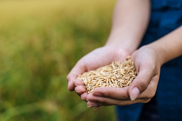 Close up and selective focus two hands of beautiful Asian young woman farmer holding organic rice