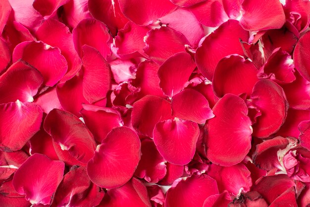 赤いバラの花びらのクローズアップセット