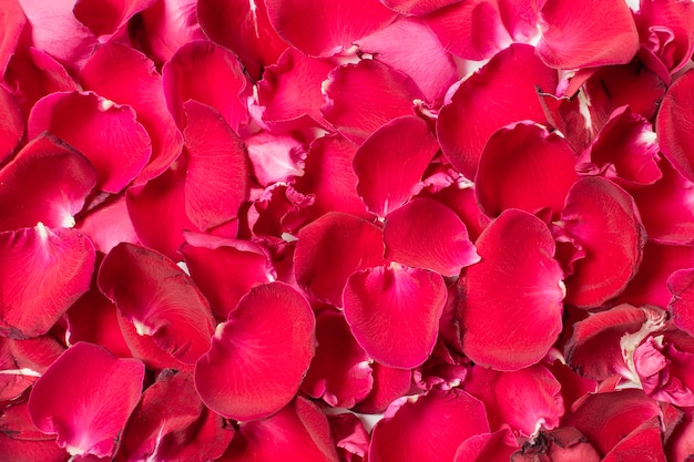 빨간 장미 꽃잎의 근접 세트