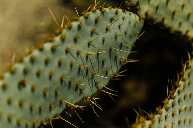 Close-up of sharp thorns on cactus leaf