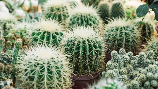 Close-up of a sharp thorny cactus plants