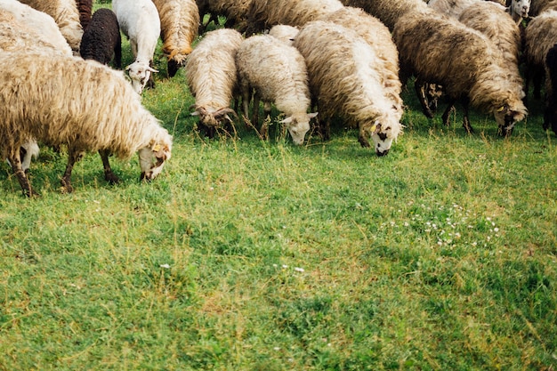 Close-up sheep eating grass on pasture