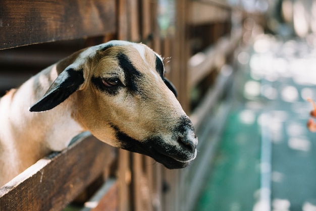 Close-up of a sheep's head peeking out from wooden fence