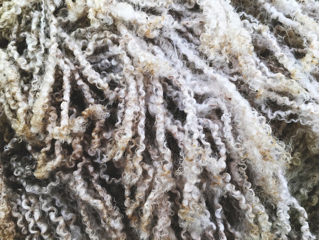 Close up of sheep wool